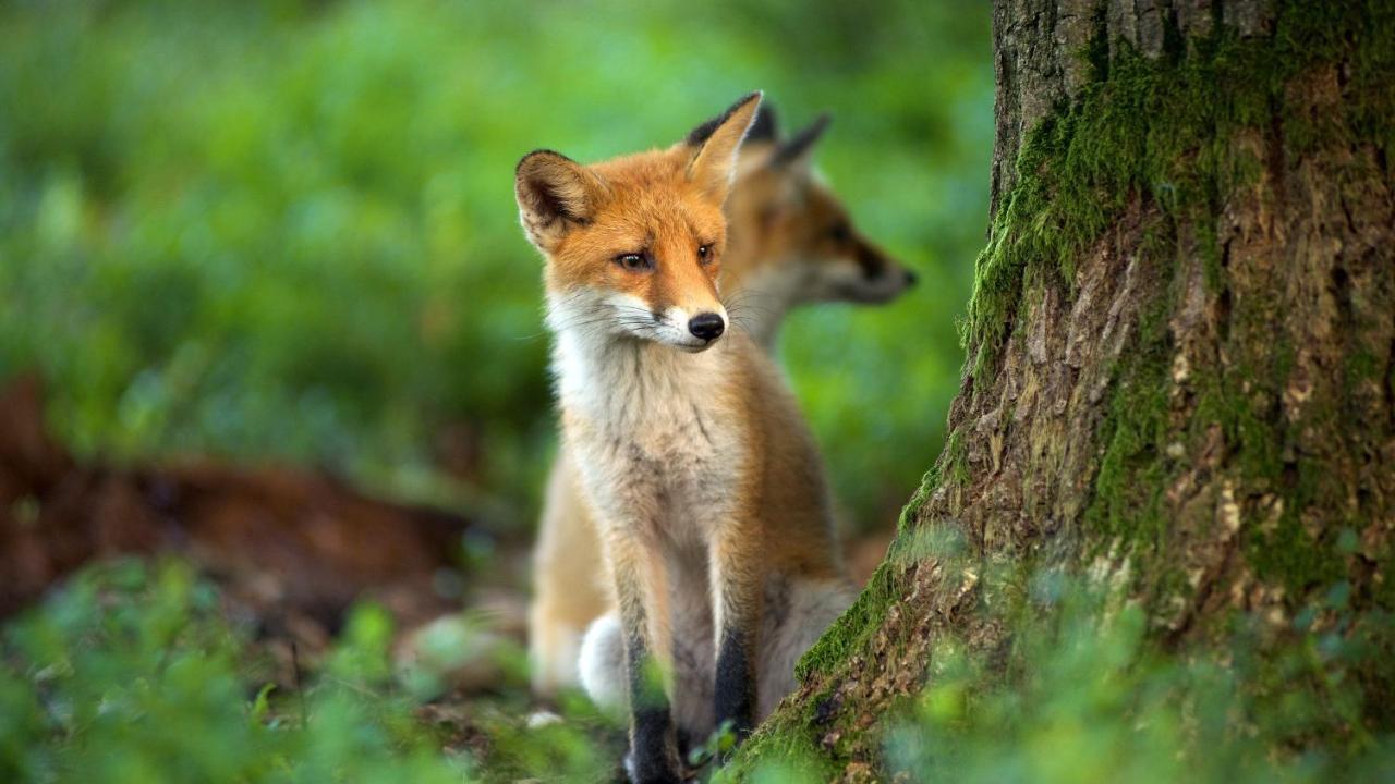 エムスト Geldersche Tuin 6 Persoonsヴィラ エクステリア 写真